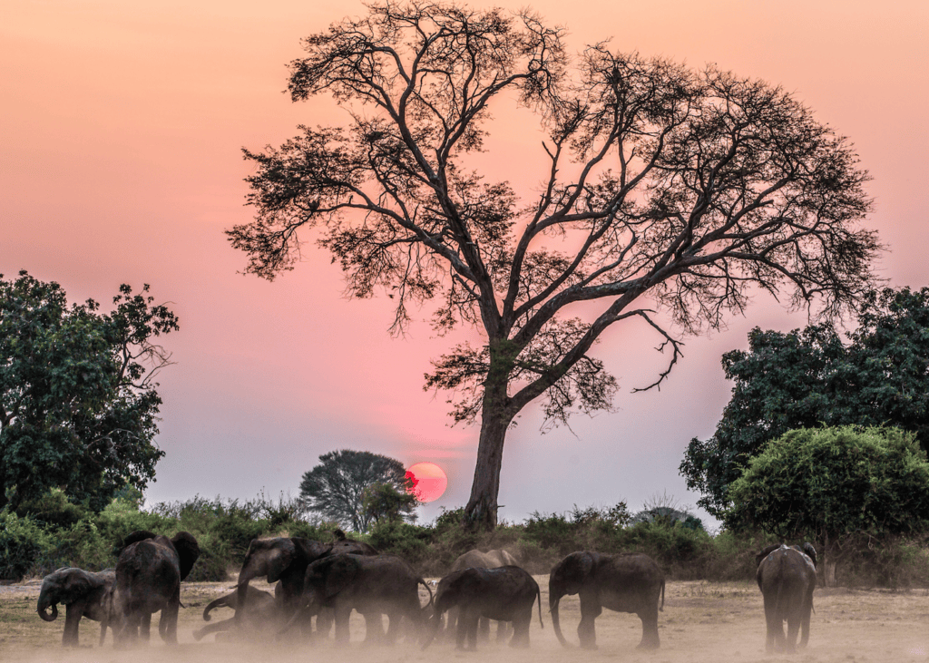 Herd of elephants silhouetted against a pink and orange sunset sky during a game drive near Victoria Falls Zimbabwe