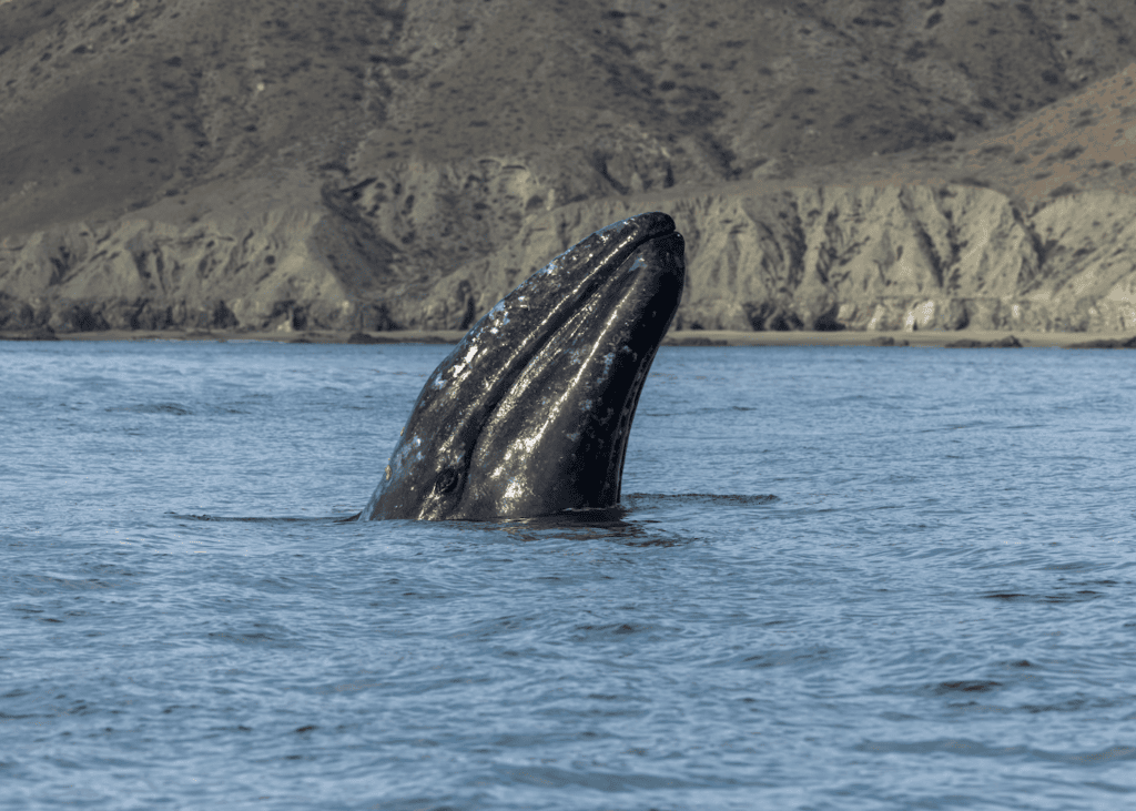 Gray whale breaching the surface of the Sea of Cortez off Baja California Mexico with rocky desert cliffs in the background