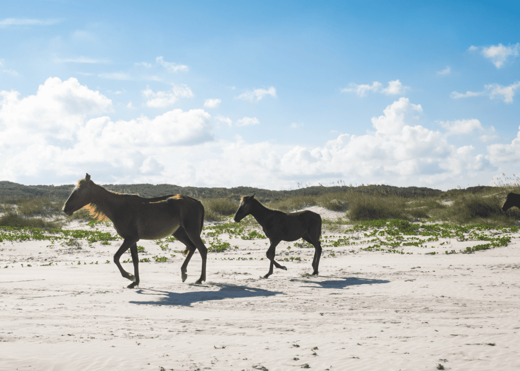 Wild horses running on the white sand beach of Cumberland Island Georgia with sea oats and blue sky behind them.