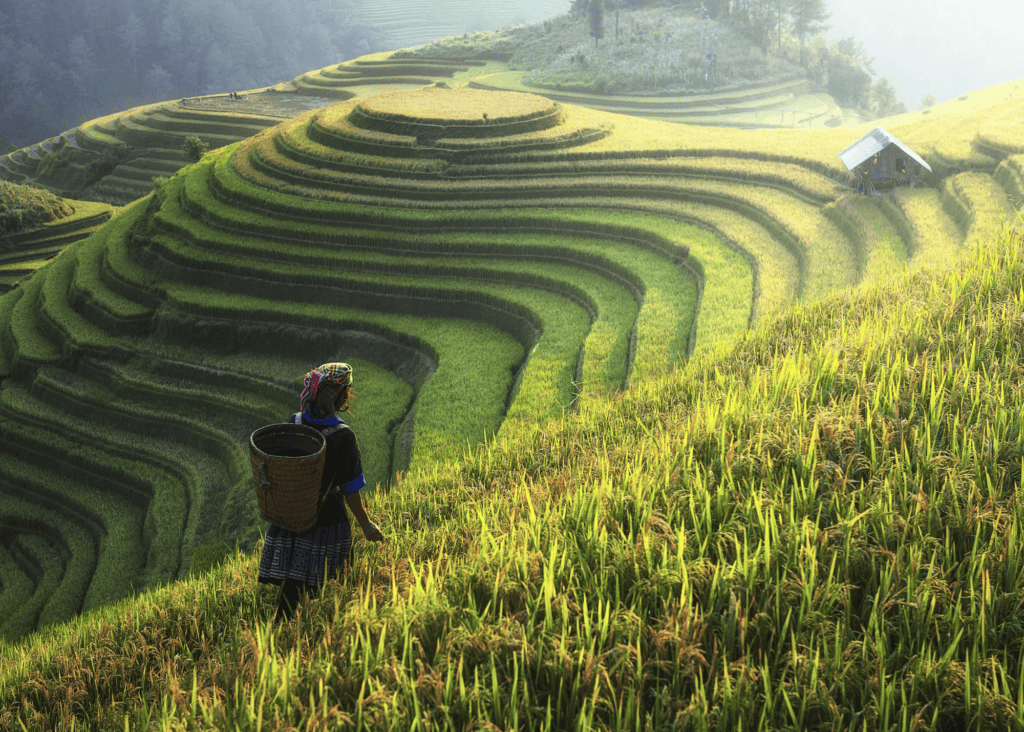 A Hmong hill tribe woman carrying a woven basket walks through sweeping terraced rice fields in Sapa, northern Vietnam, with dramatic layered green hillsides stretching into the misty mountains behind her.