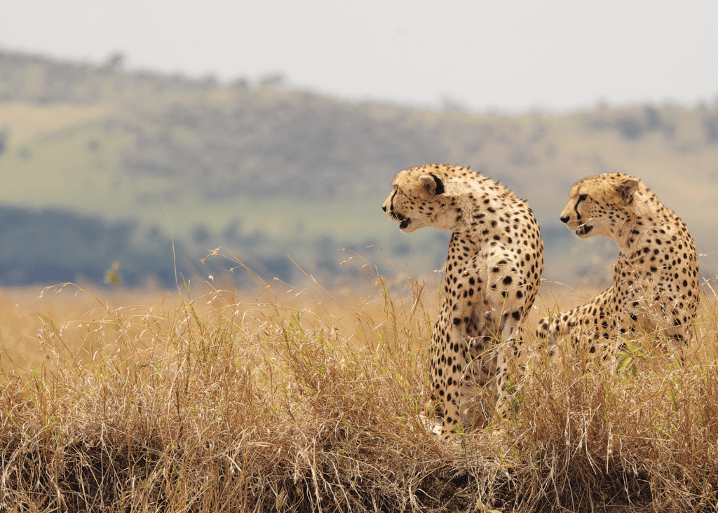 Two cheetahs stand alert side by side on a grassy savanna ridge, both gazing intently in the same direction through tall golden grass, with soft green rolling hills and a hazy sky visible in the background.