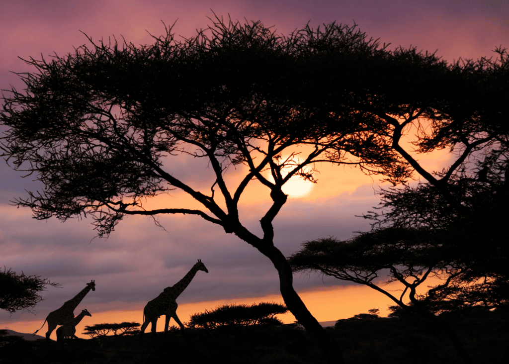 Two giraffes silhouetted against a dramatic African sunset walk beneath the dark canopy of a tall acacia tree, with the sky glowing in deep shades of orange, gold, and purple as the sun dips below the horizon.