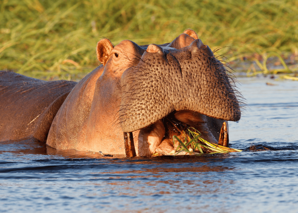 A close up of a hippo partially submerged in a river, mouth open and chewing a mouthful of green river grass in warm golden light, with lush green reeds visible along the water's edge in the background.