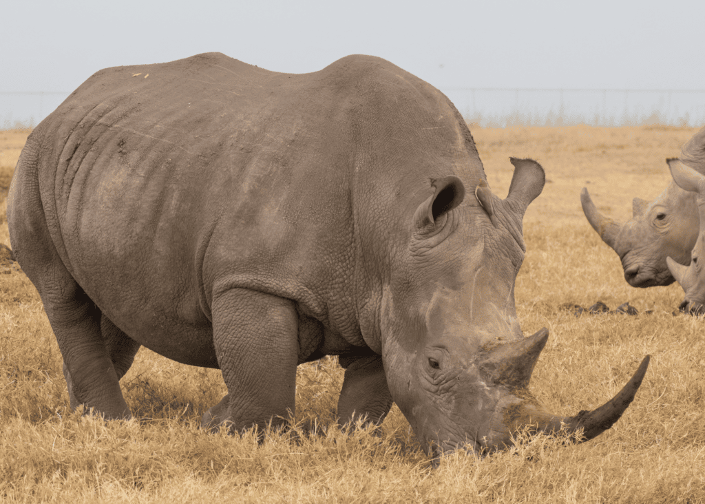 A large white rhinoceros grazes on dry golden grass in the foreground with a second rhino visible in the background, both set against an open flat savanna landscape under a pale grey sky.