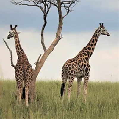 Safari Trips Planned by Gina Arefi Travel Advisor