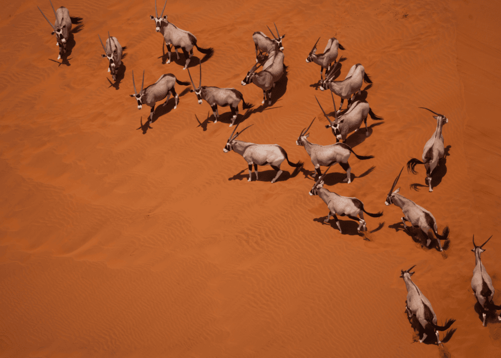 An aerial view of a herd of gemsbok oryx with long straight horns moving across vivid burnt orange sand dunes in the Namibian desert, their shadows stretching sharply across the rippled red sand below them.