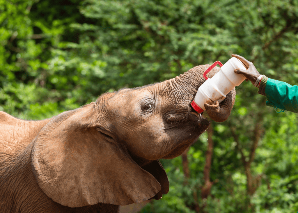 A baby orphaned elephant eagerly drinks from a bottle held by a keeper at the Sheldrick Wildlife Trust nursery in Nairobi, Kenya, with lush green trees in the background.
