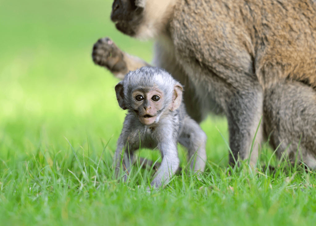A tiny baby vervet monkey takes its first curious steps in the grass, staying close to its mother in the warm African outdoors.