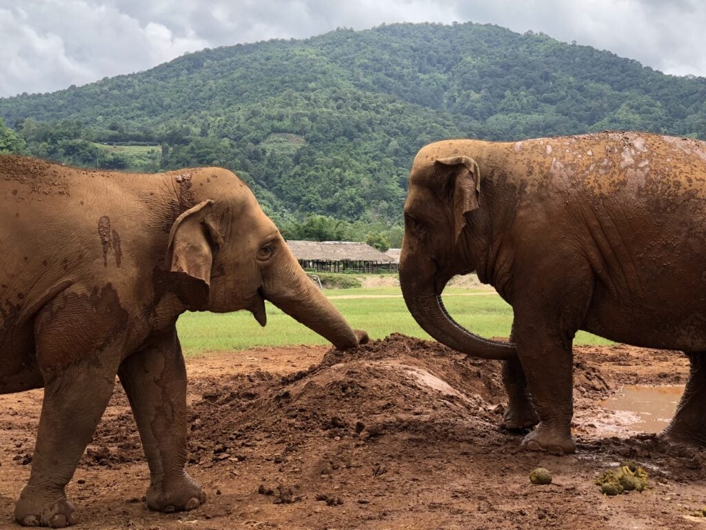 Two rescued elephants touch trunks in a muddy field at Elephant Nature Park in Chiang Mai, Thailand, with lush green mountains in the background.