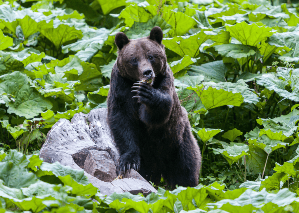 A brown bear sits upright among lush green foliage, snacking contentedly in its natural forest habitat at Libearty Bear Sanctuary in the Carpathian Mountains of Romania.