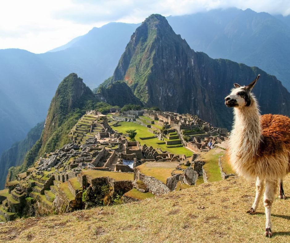 Llama overlooking the ancient Inca ruins of Machu Picchu surrounded by mountains in Peru.