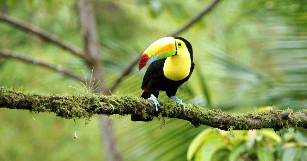 Colorful keel billed toucan perched on a moss covered branch in the rainforest of Costa Rica.