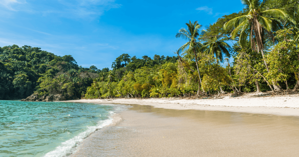 White sand beach lined with palm trees and tropical forest at Manuel Antonio National Park in Costa Rica.