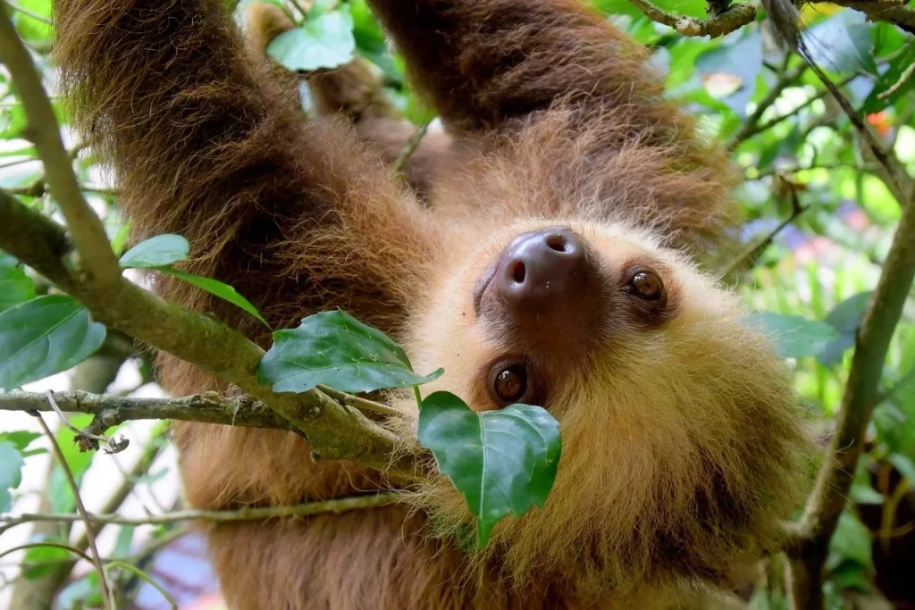 Close up of a two-toed sloth hanging upside down from a tree branch in the Costa Rica rainforest looking directly at the camera.