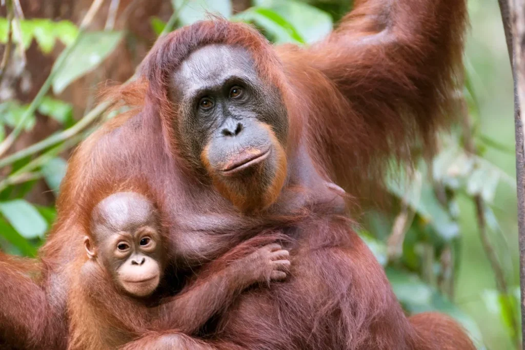 A mother orangutan holds her baby close in the rainforest of Borneo, Indonesia, surrounded by lush green jungle foliage.