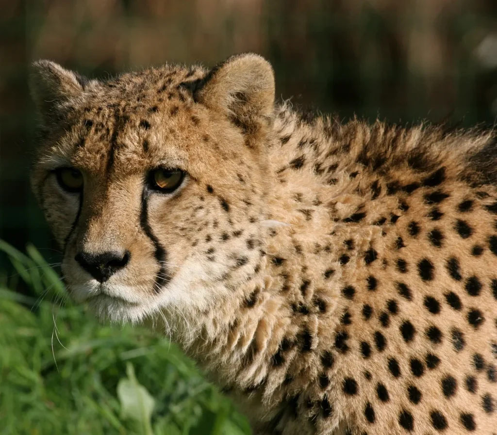 A close-up portrait of a cheetah resting in the grass, its golden spotted coat and intense gaze captured in sharp detail at Shamwari Game Reserve in South Africa.