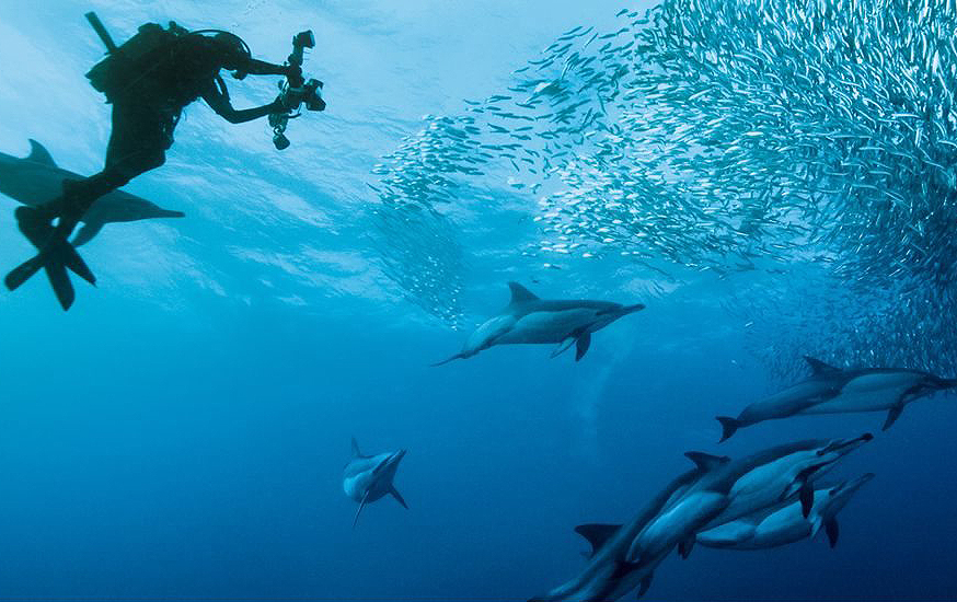 Gina Arefi Travel - Travel Planning for Beach and Ocean Scubadiving and Vacation Excursions