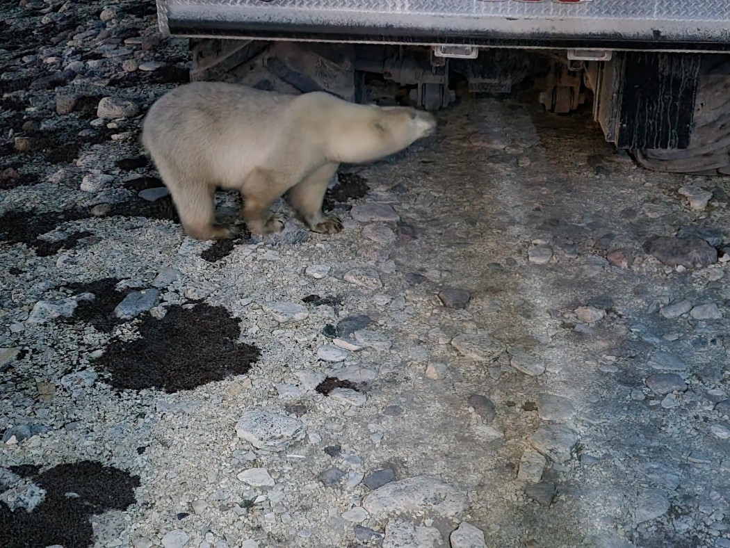 Polar Bear Visiting Travelers