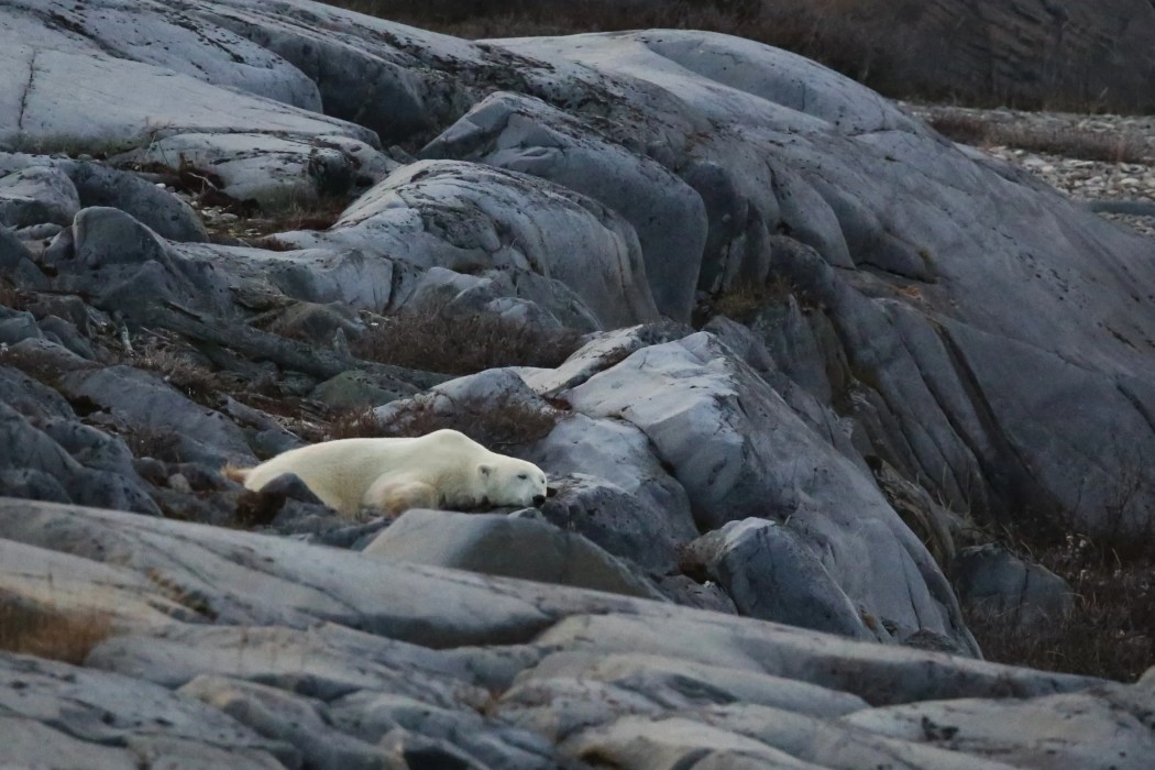 Polar Bear lounging on rocks
