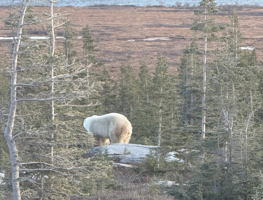 Polar Bears in Nature