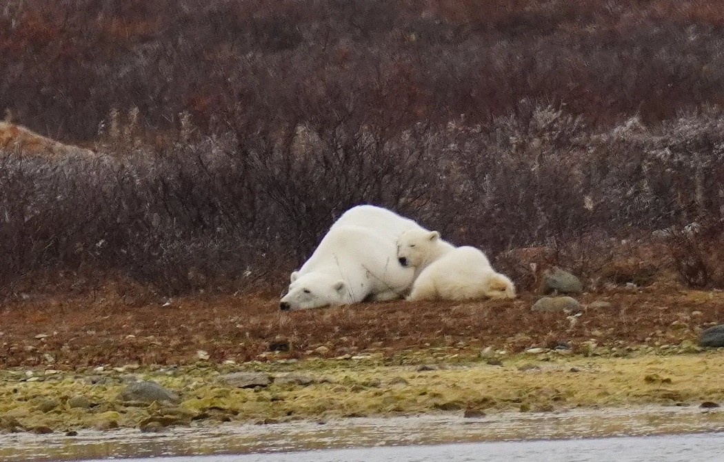 Polar bear family nap