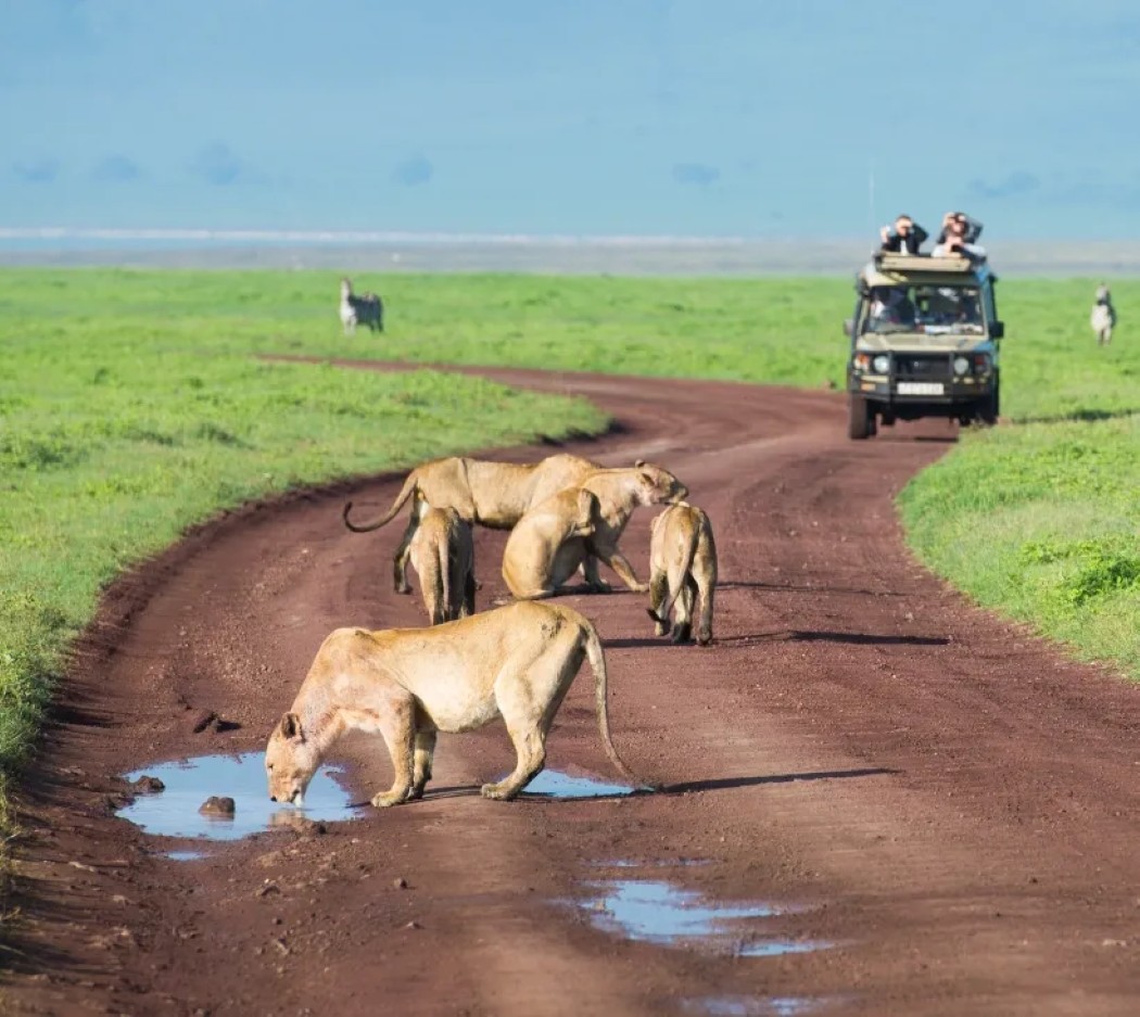 Safari Adventure Travel