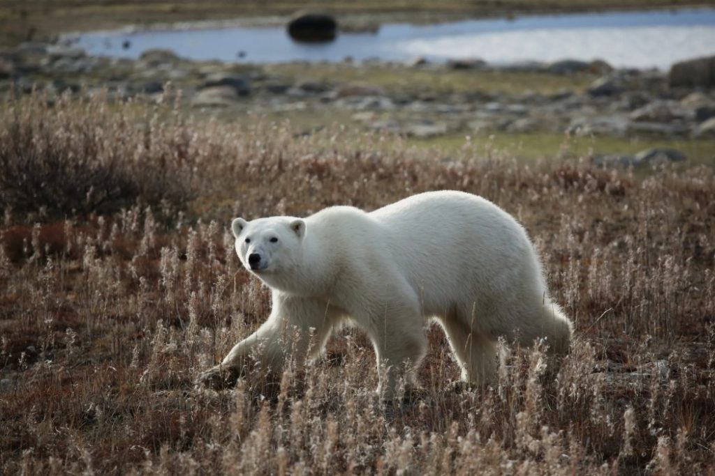 Travel to Manitoba to see Polar Bears