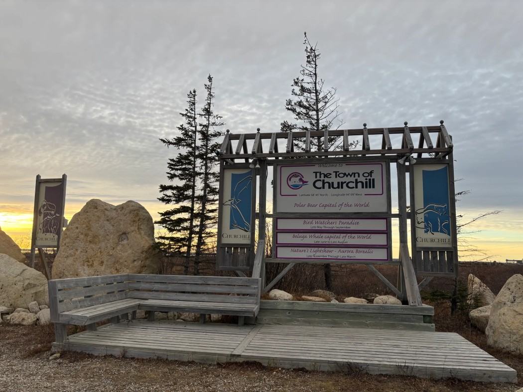 Visit the town of Churchill to see polar bears