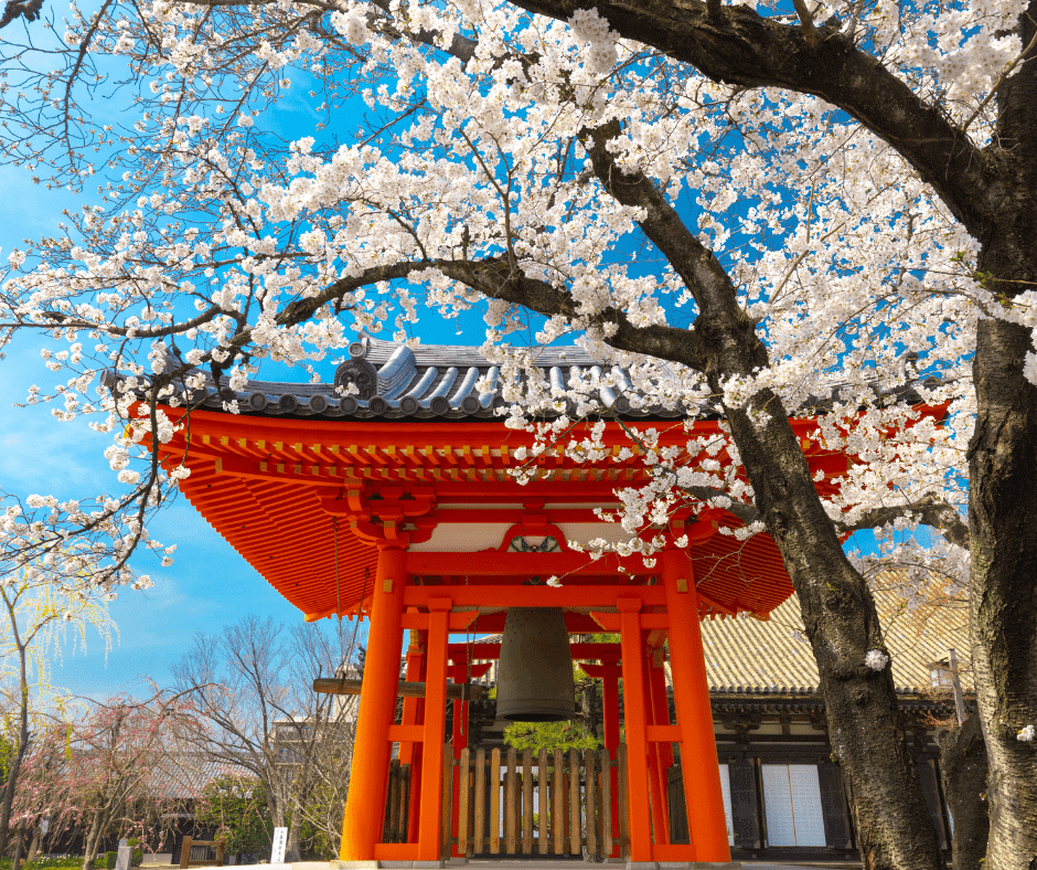 Cherry blossom trees in full bloom frame a traditional red temple in Kyoto, creating one of Japan's most iconic springtime scenes.