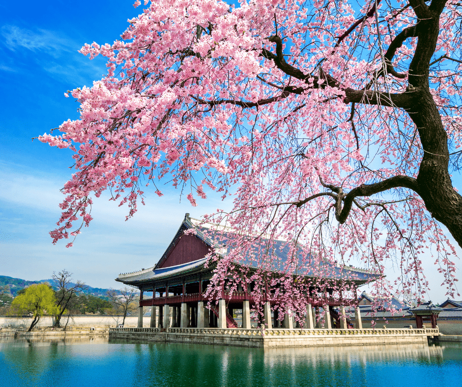 Pink cherry blossoms framing Gyeongbokgung Palace in Seoul, South Korea, during spring bloom.