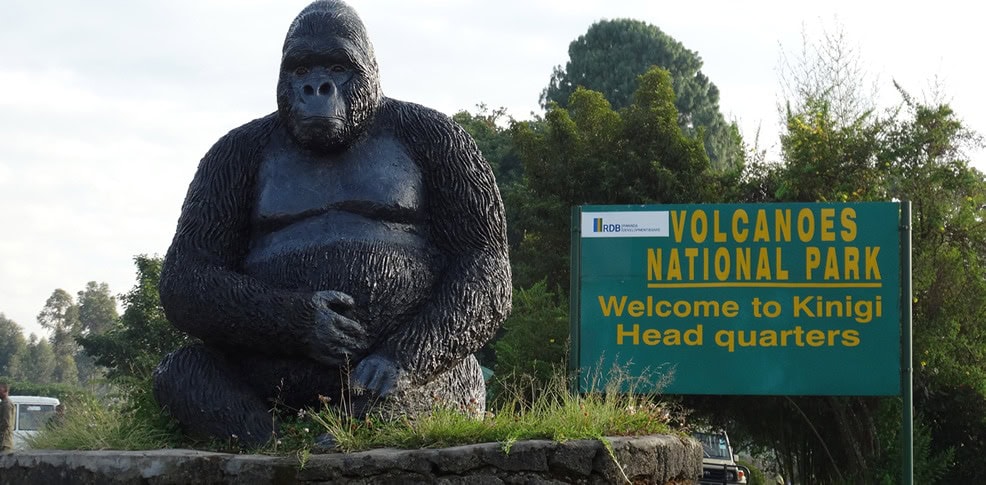 Gorilla statue and entrance sign at Volcanoes National Park headquarters in Kinigi, Rwanda, where visitors begin their mountain gorilla trekking adventure.