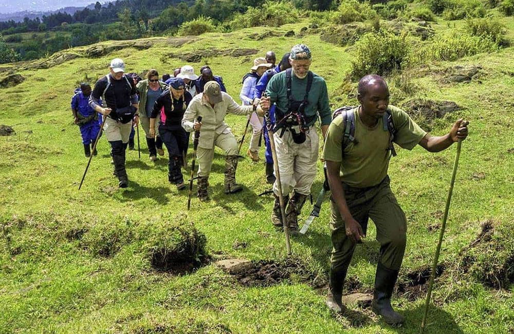 Gorilla trekking group hiking across open grasslands with a local guide on the way to see mountain gorillas in Volcanoes National Park, Rwanda.