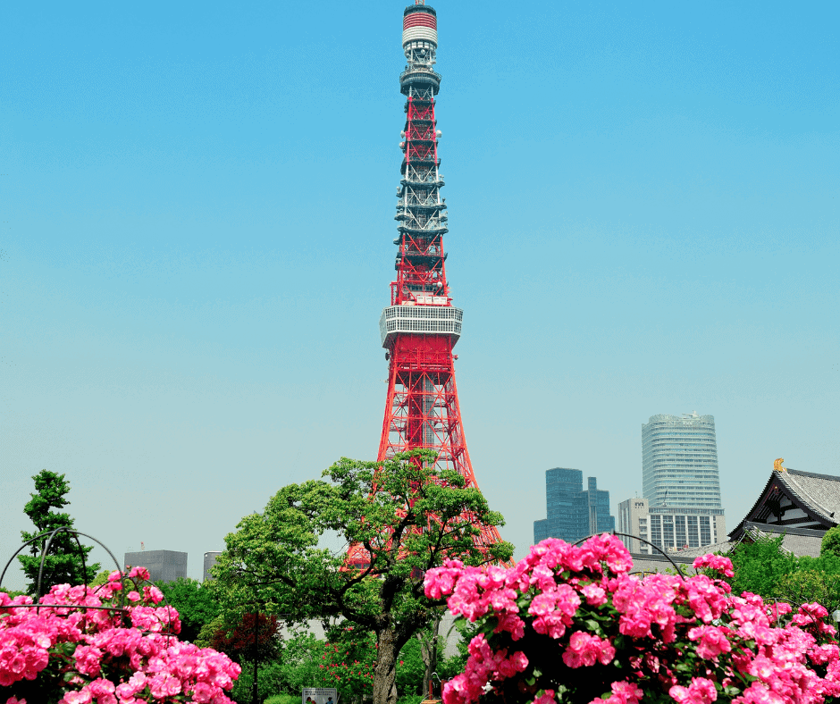 Tokyo Tower rising above vibrant pink azalea flowers and green trees against a clear blue sky in Tokyo Japan.