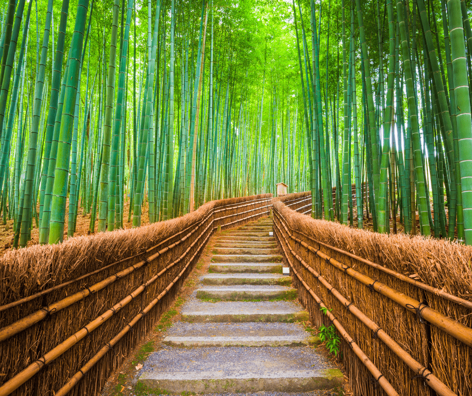 Towering bamboo grove path in Arashiyama Kyoto Japan with sunlight filtering through the trees