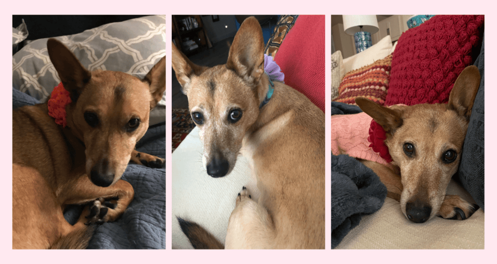 A triptych of Penelope a small reddish brown rescue dog with large upright ears and flower collars resting at home, the real dog behind the Penelope's Adventures children's travel book series by Gina Arefi.