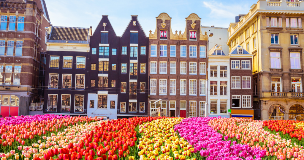 Rows of colorful tulips in red, pink, and yellow bloom in front of historic Amsterdam canal houses with ornate stepped gable facades under a blue sky.