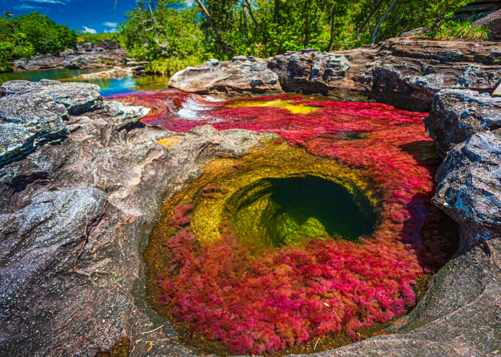 Vivid red pink and yellow aquatic plants cover the rocky riverbed of Caño Cristales in Colombia creating the liquid rainbow effect in a natural pool surrounded by lush jungle.