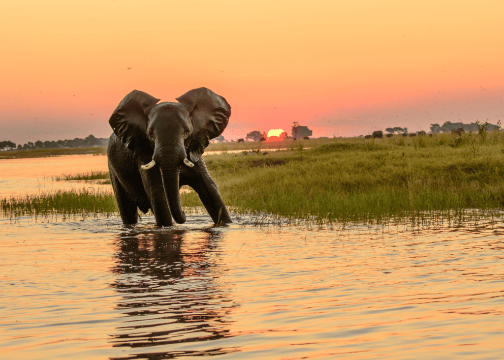 A majestic elephant wading through the shallow waters of the Chobe River in Botswana at sunset, with a glowing orange sky and the vast African floodplain stretching behind it.