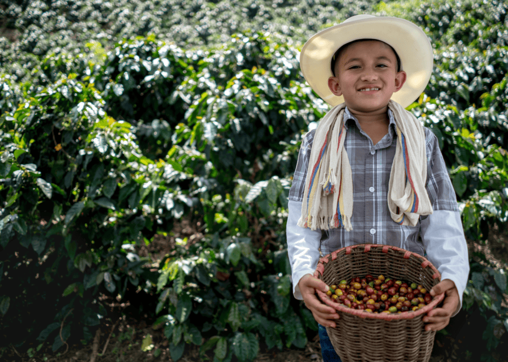 A smiling young boy wearing a traditional Colombian hat holds a wicker basket full of freshly picked red and green coffee cherries on a farm in the Zona Cafetera Colombia.