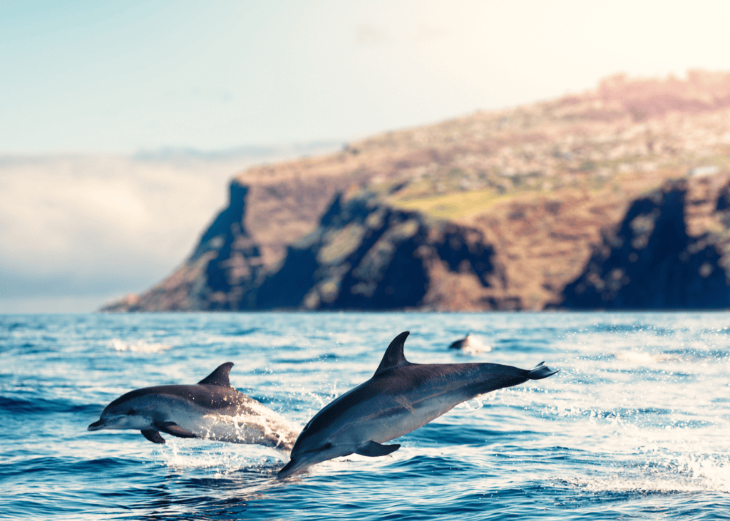 Two dolphins leaping out of the blue Atlantic Ocean off the coast of Madeira Portugal with a dramatic green cliff headland visible in the background.