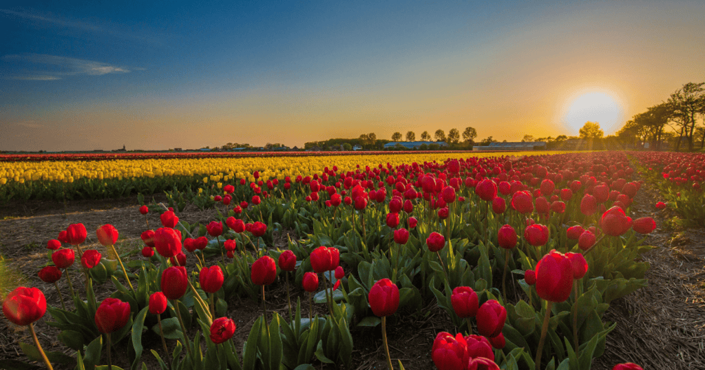 Rows of red and yellow tulips stretch toward the horizon across the flat Dutch countryside as a golden sun sets low in the sky, casting warm light over the fields and distant tree line.