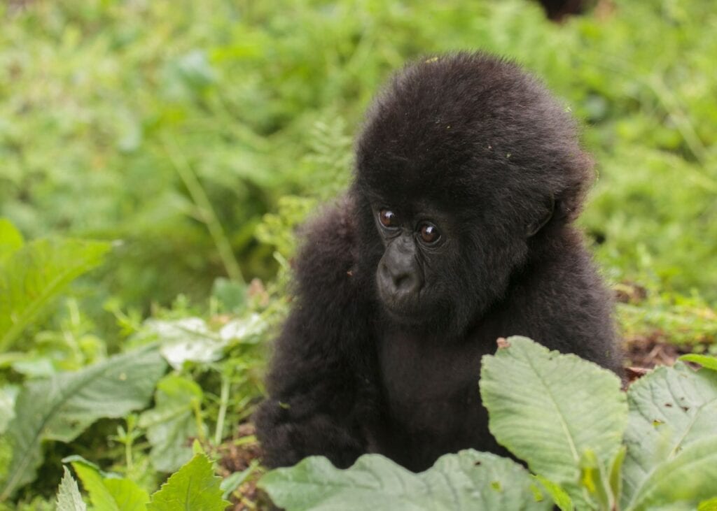 A baby mountain gorilla peers through lush green vegetation in Volcanoes National Park Rwanda