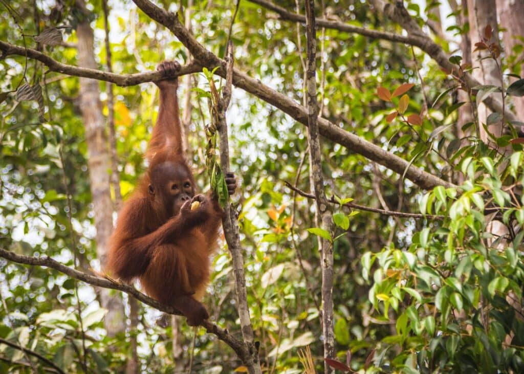 A young orangutan hangs from a branch in the green rainforest of Borneo Indonesia nibbling on a piece of fruit