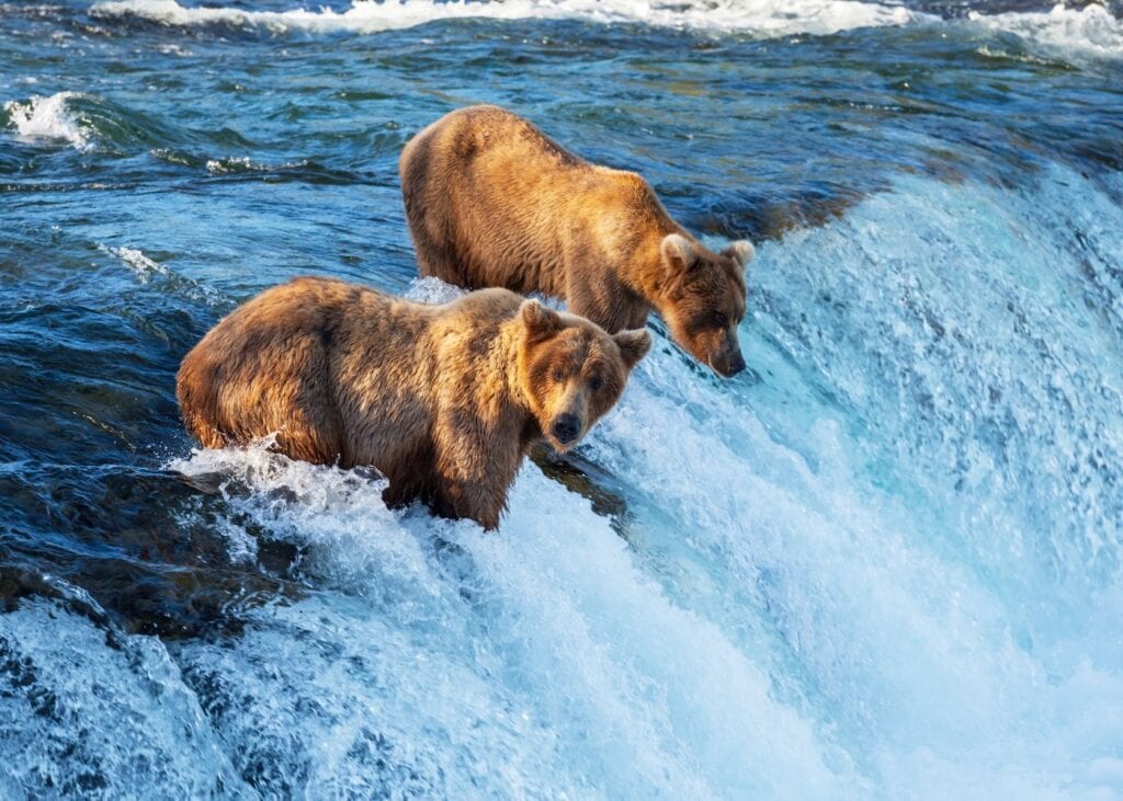 Two brown bears stand at the edge of Brooks Falls in Katmai National Park Alaska watching for salmon in the rushing water below