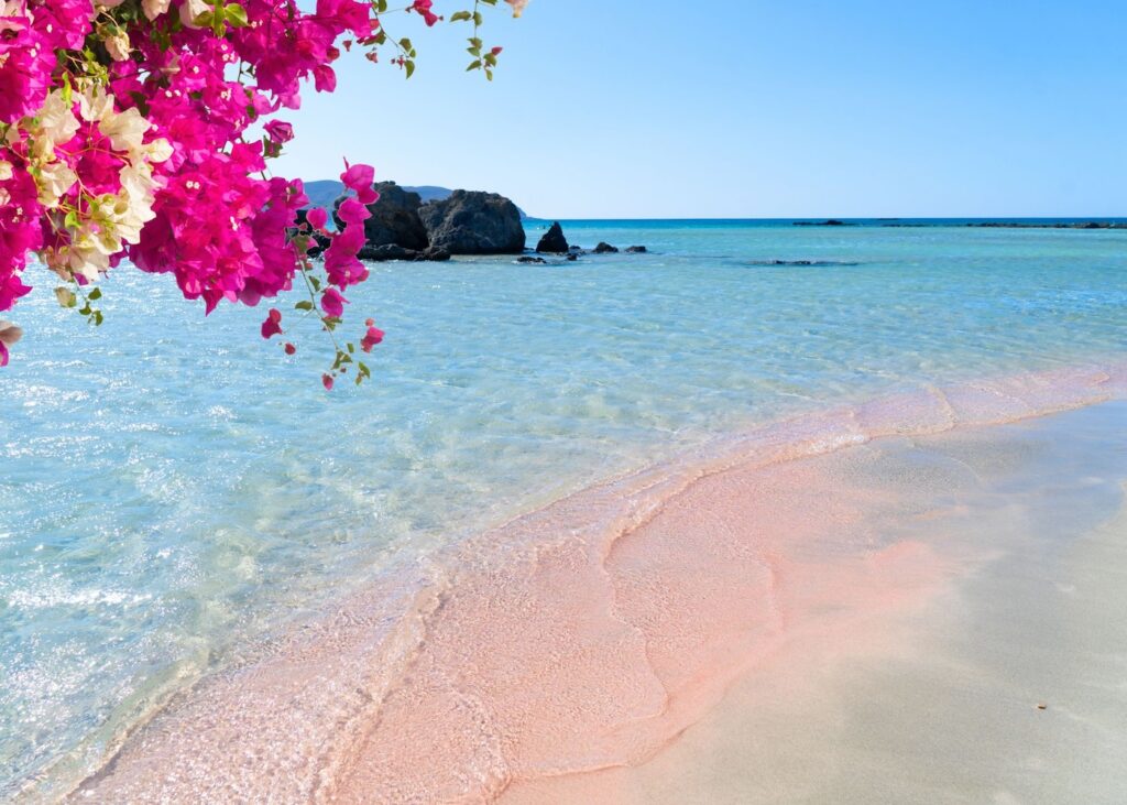 Pink sand and clear turquoise water at Elafonisi beach in Crete with bright bougainvillea in the foreground