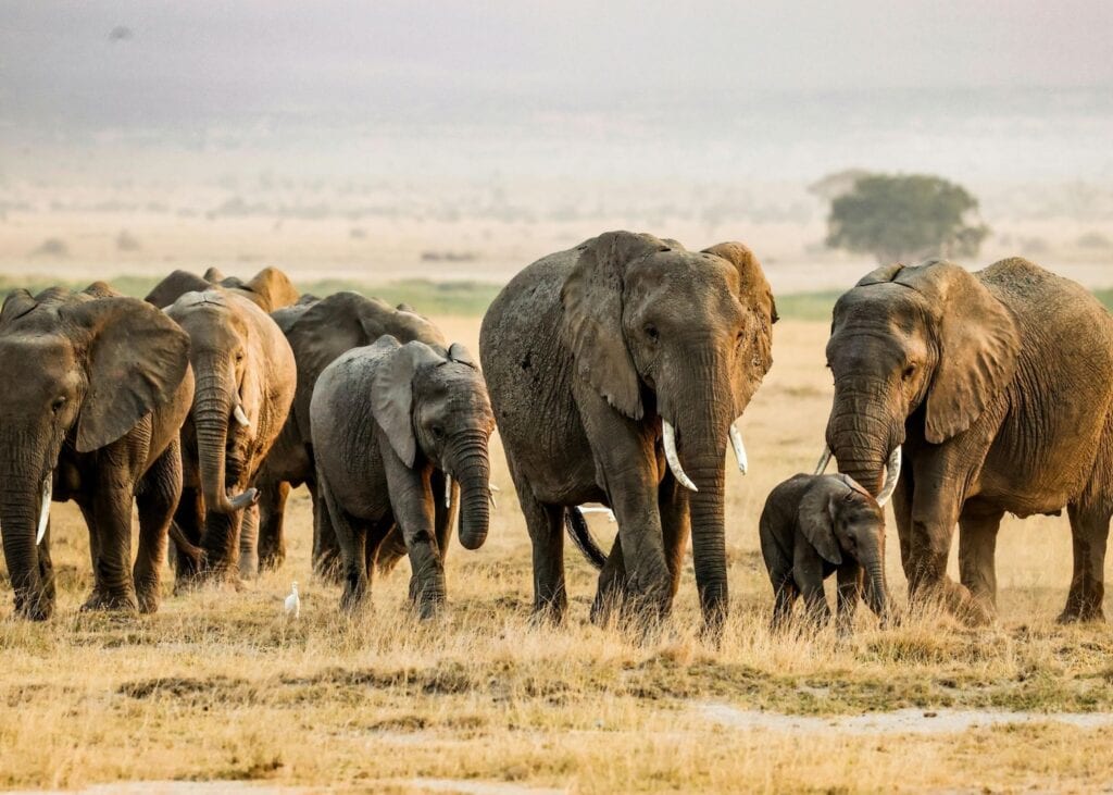 A herd of African elephants including a tiny calf moves across the golden savanna in Amboseli National Park