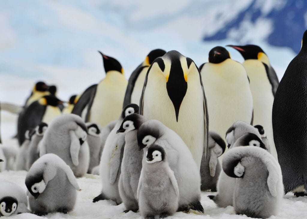 A colony of emperor penguins with fluffy gray chicks huddle together on the snow in Antarctica with mountains in the background