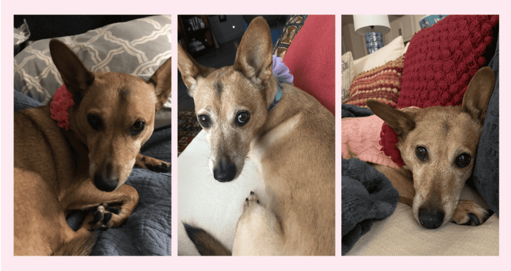 3 images of the real dog Penelope from the children's travel book series Penelope's Adventures