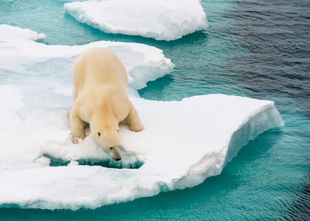 A polar bear crouches on a floating sheet of sea ice surrounded by turquoise Arctic waters