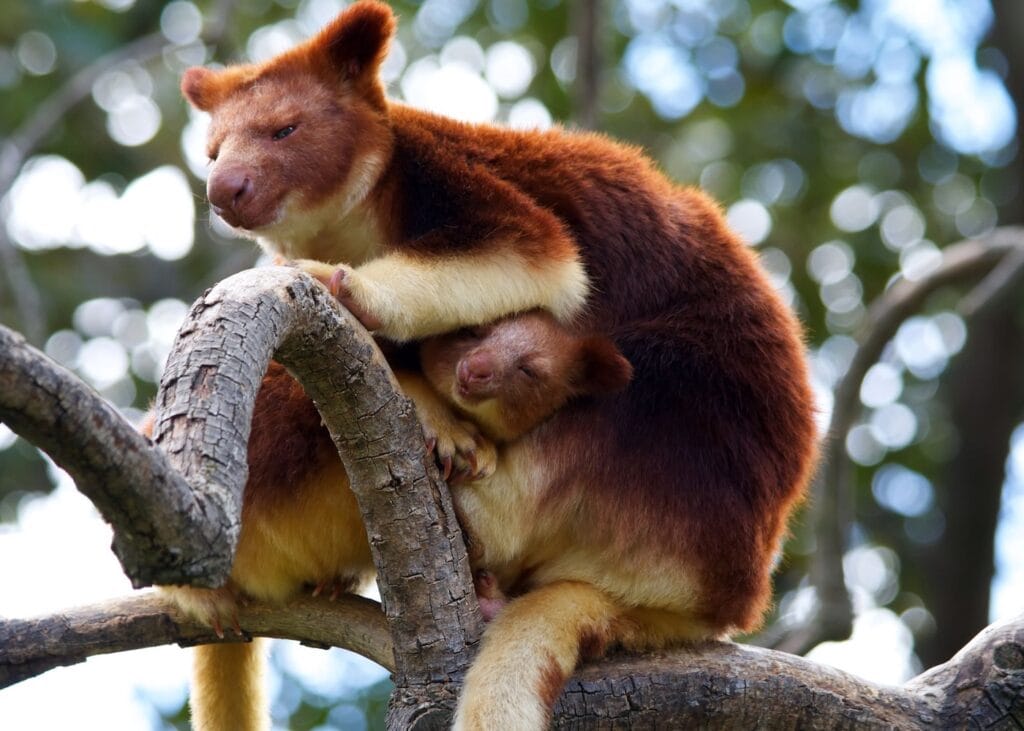 A tree kangaroo mother clutches her joey on a branch in the rainforest canopy in Queensland Australia